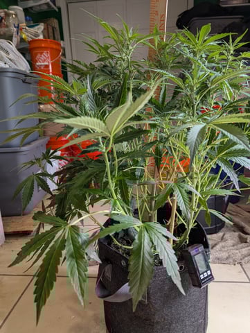 Boogie Brew + Bloom — flower, day 69