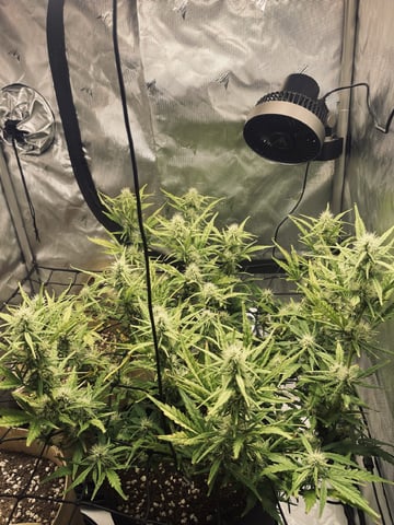3x3 Grow — flower, day 21