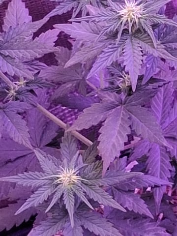 First Lagit Grow — flower, day 31