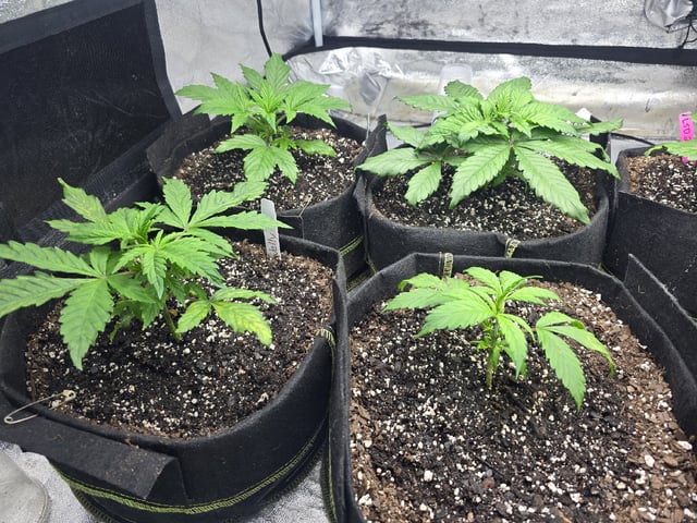 Autos AGAIN — vegetative, day 25