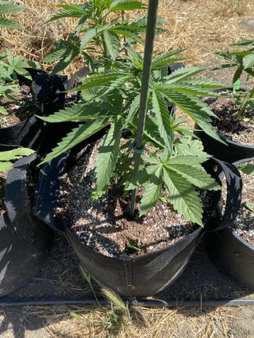 Auto Grow #1 2026 — vegetative, day 34