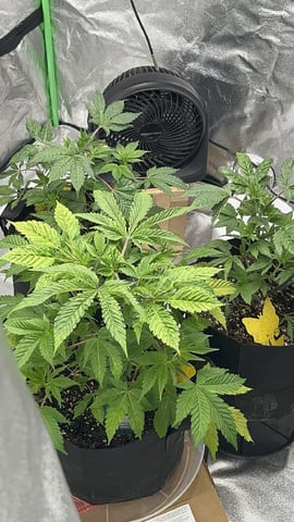 CB (Fem Photo) — vegetative, day 9