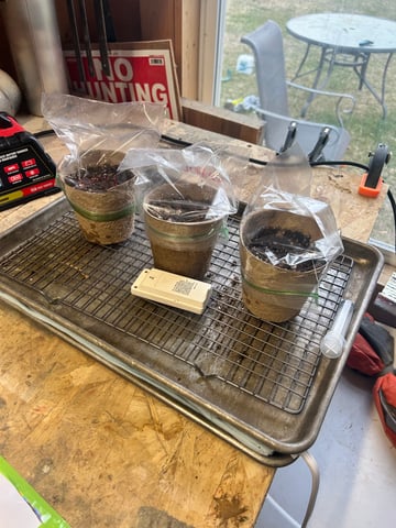 First ever grow — seedling_rooting, day 2