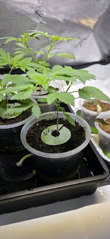 Girl Scout Cookies  — vegetative, day 32