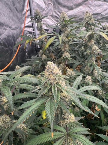 Second Indoor (all Clones) — flower, day 117
