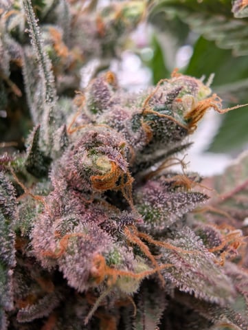 Black African Magic — flower, day 131