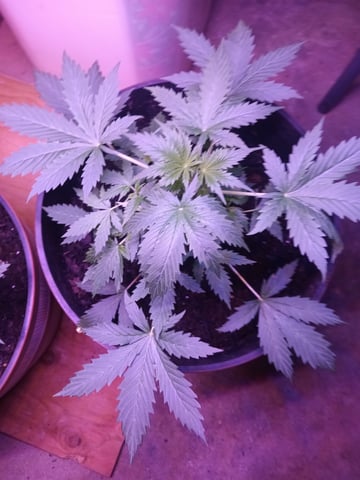 aurora auto — vegetative, day 20