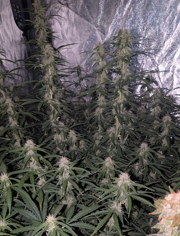 Strawberry Cheesecake Seedsman Seeds Autoflowers x2 — flower, day 62