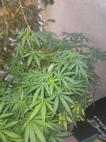 Ghetto Growing — flower, day 64