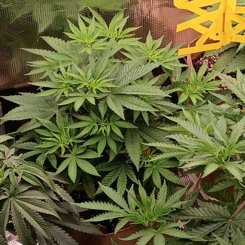 TentPlantLightFan — vegetative, day 58