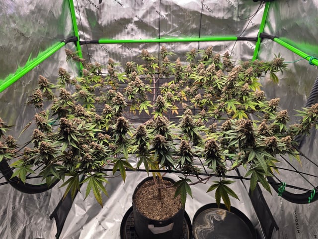 CLONES — flower, day 119