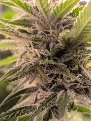 Golden Goat — flower, day 15