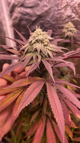 Tangie — flower, day 99