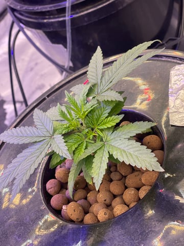 1st Ever Grow (Fat Bastard)(RDWC)  — vegetative, day 33