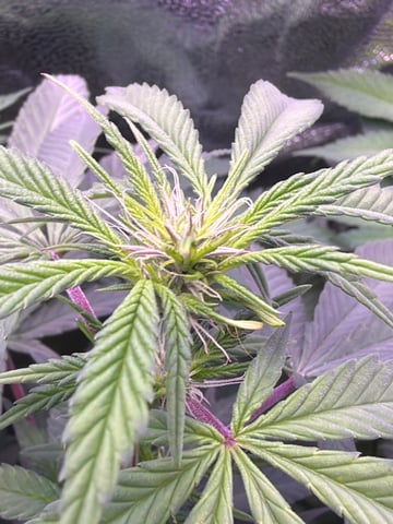 Cookies Haze — vegetative, day 82