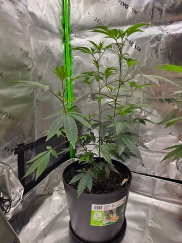 Evermore clones — vegetative, day 22