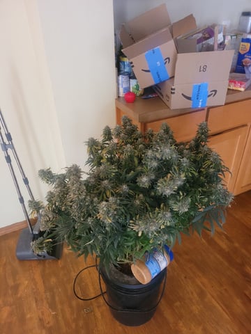 6th Grow — flower, day 87