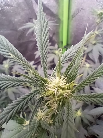 All Aboard!!! — flower, day 77