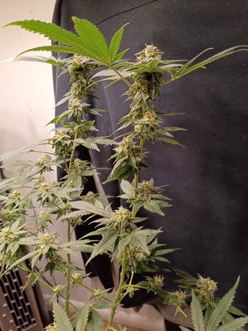 Poor Ivory — flower, day 148