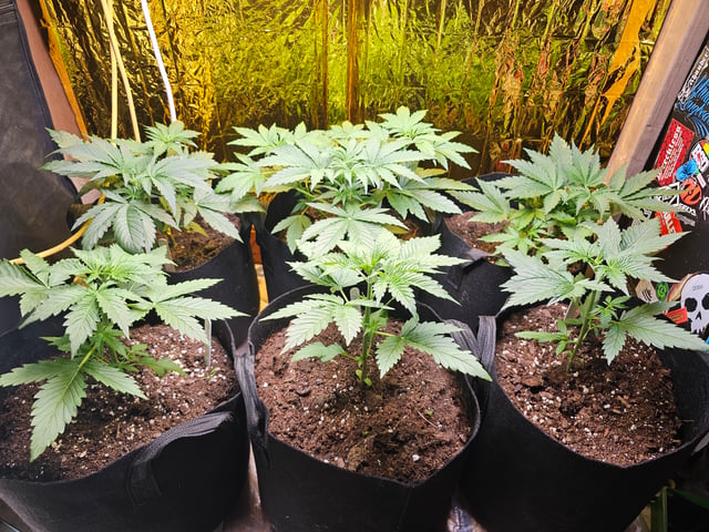 round 2 — flower, day 67