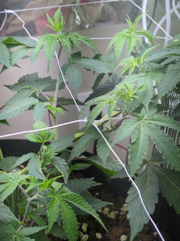 Audrey III — vegetative, day 74