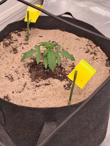 Seedman mix auto & seedman mix auto & GodFather OG — vegetative, day 32