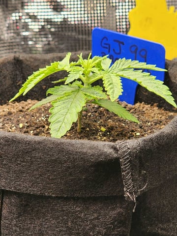 HE1E we GROW  — vegetative, day 40