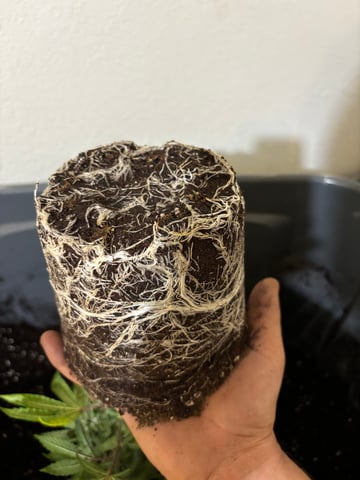 Outdoor Grow — vegetative, day 87