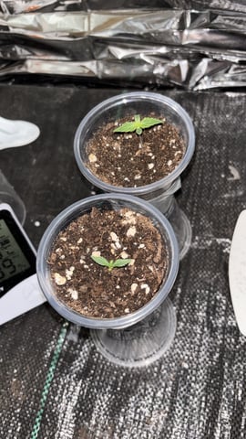 1era Planta — seedling_rooting, day 5