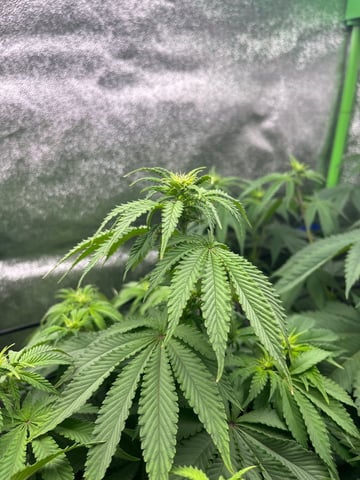 My First Four — flower, day 64