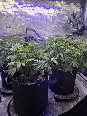 4 strains in 1 tent — vegetative, day 52