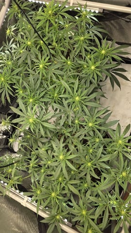 lilac diesel Rbx2 — flower, day 75