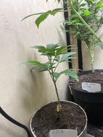 Special Queen 1  — vegetative, day 59