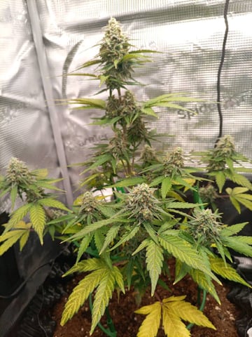 first tent grow — flower, day 58