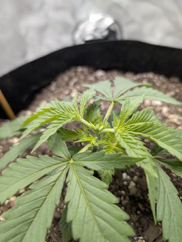 Cinderella 99 — vegetative, day 22