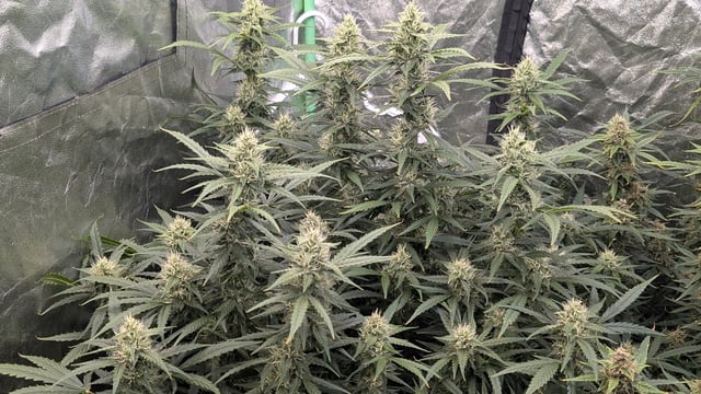 Strawberry Cheesecake Seedsman Seeds Autoflowers x2 — flower, day 74