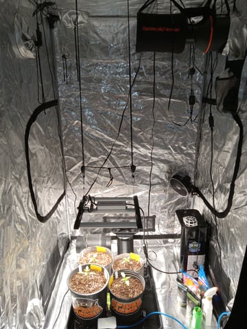 critical purple kush x peyote wifi  in the auto pot system tray 2 grow with added microhazian to the coco coir  — vegetative, day 14