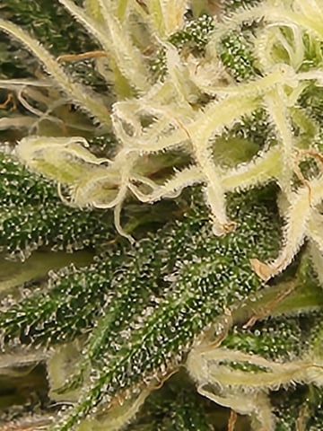 Autoflower grow. my first grow  — flower, day 50