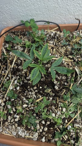 Quick Auto Summer Grow — vegetative, day 13