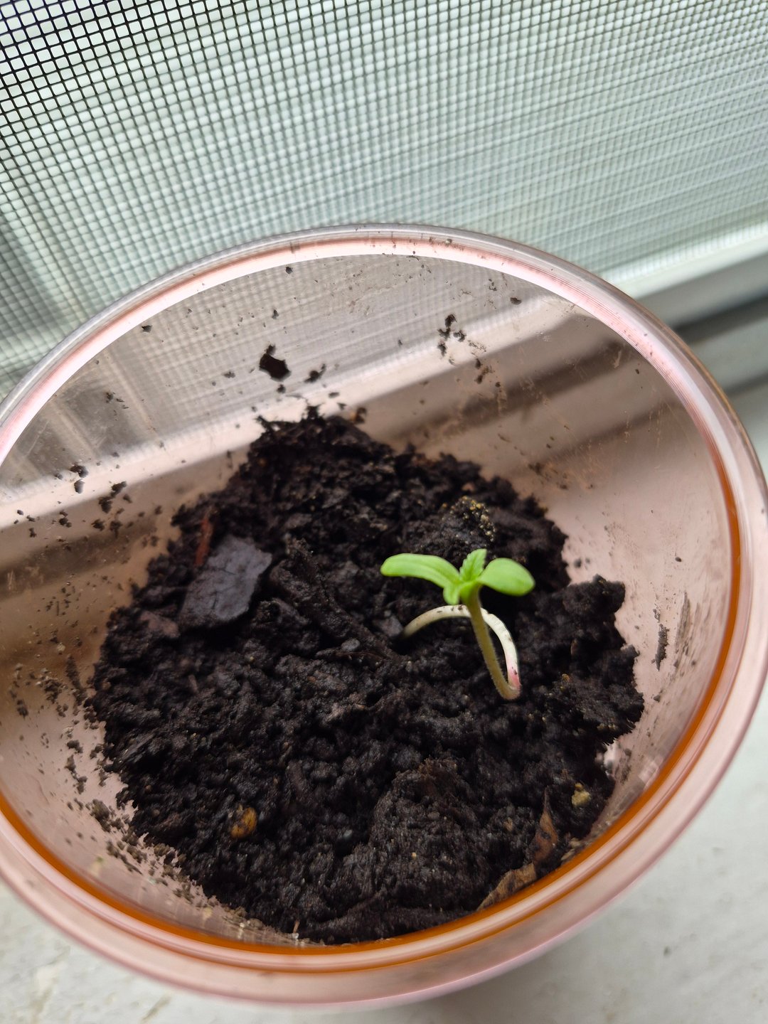 My First Grow