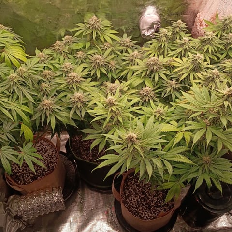 TentPlantLightFan — flower, day 109