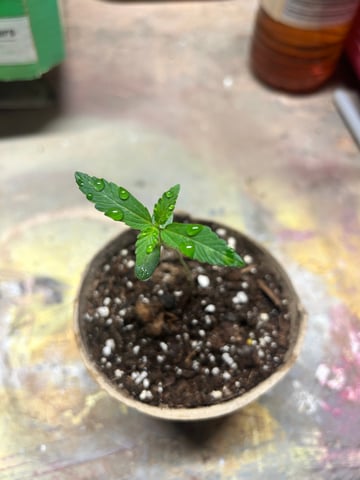 First ever grow — seedling_rooting, day 16