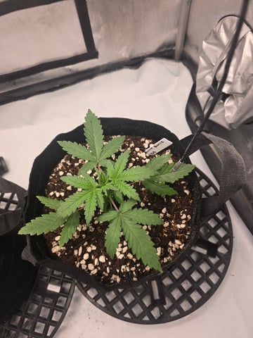 Dream beans burnt garlic — vegetative, day 19