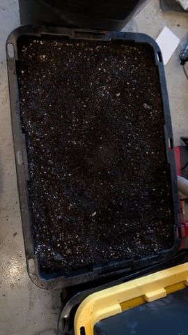 Double Smile And (Alien Vs Triangle X Strawberry Nuggets) — seedling_rooting, day 13