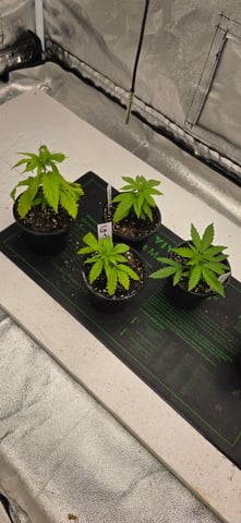 This grow may be interesting! — vegetative, day 41
