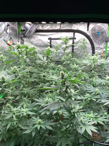 Papaya Frosting  — flower, day 88