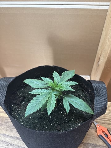 Indoor — none, day 18