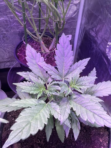 easy bud auto & nothern lights auto — vegetative, day 25