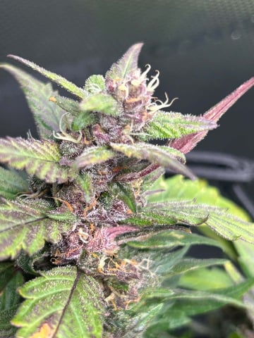 Vanna's Vanilla — auto, day 72