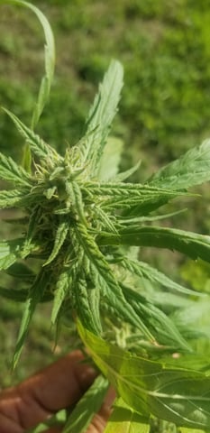 n.richard — flower, day 1